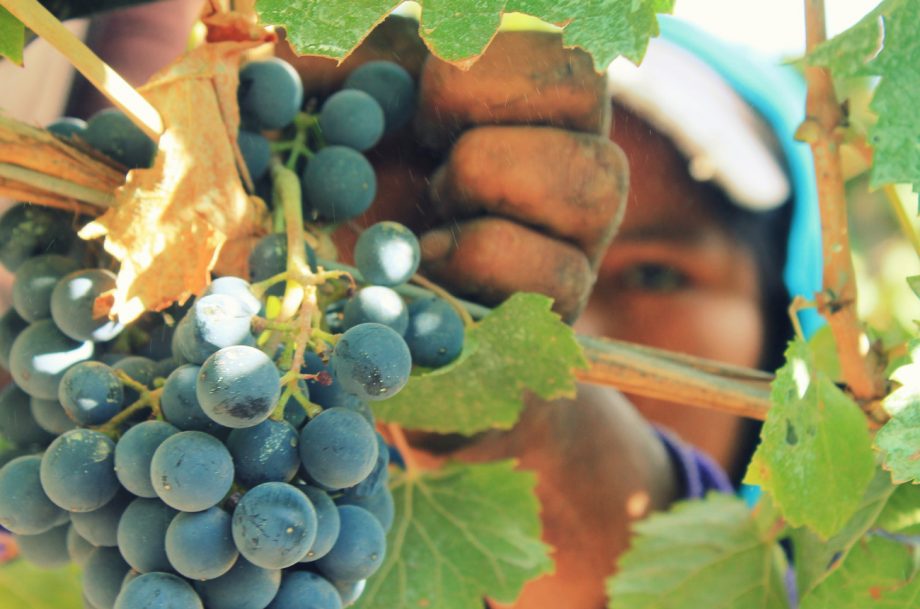 A hand holds grapes hanging on a vine with a face in the background