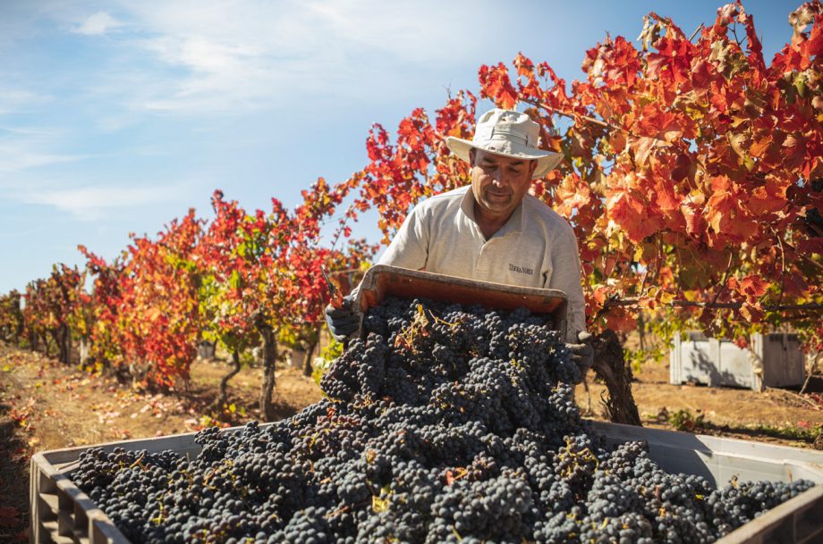 A man tipping grapes into a truck in a vineyard